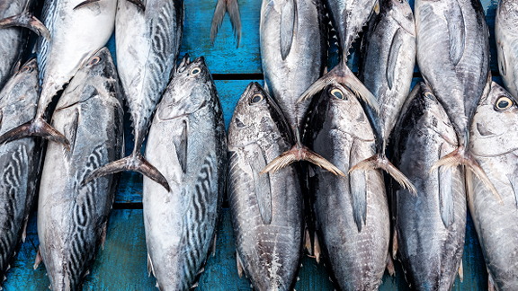 Fish displayed on a table