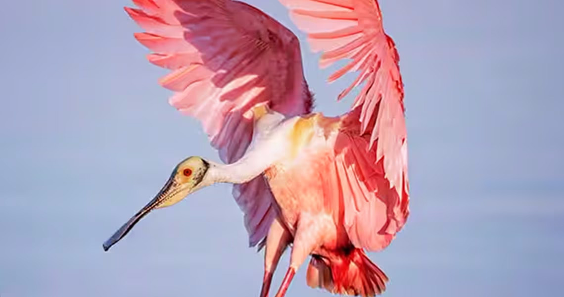 Roseate Spoonbill bird in flight in Texas